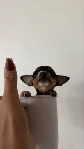 Pinscher macho 00
