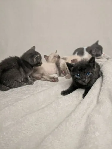 Gatos para doação