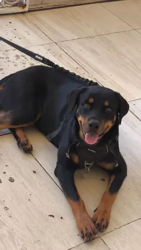 Rottweiler