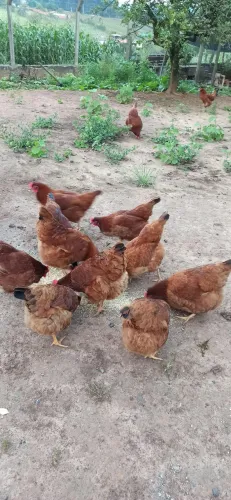 Vendo Galinhas Embrapa51