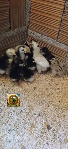 Criatório aurora galinha balão
