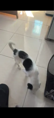 Doação responsável de pet 