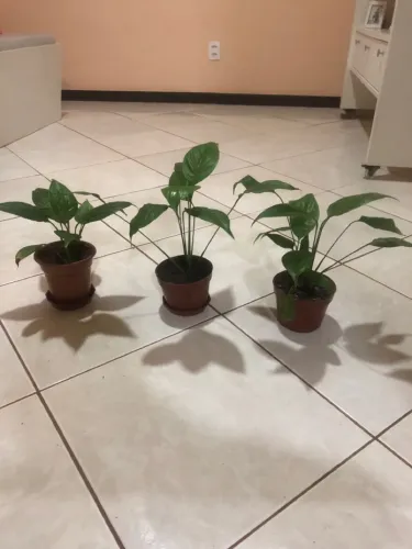 Plantas