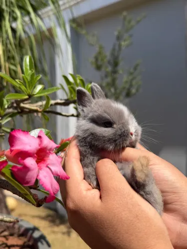 Coelhos Mini Lion com Netherland 