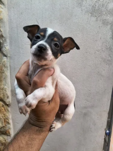 Pinscher
