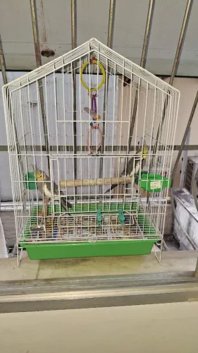 GAIOLA 