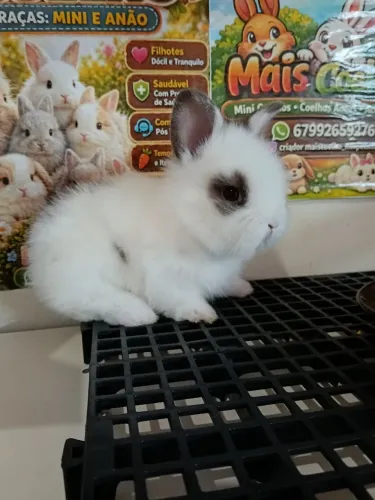 Mini Coelho Variadas Raças e Valores 