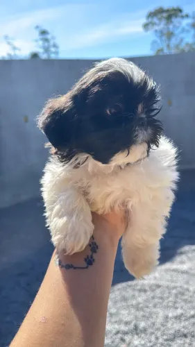 Shihtzu
