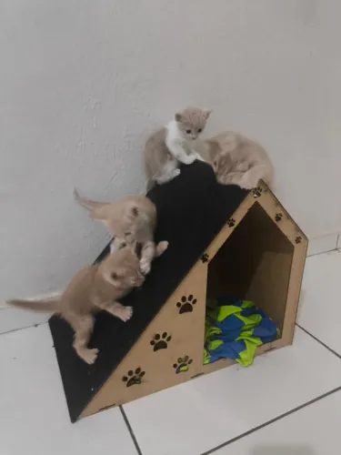 Filhotes de gatos para doação ? Muito amor, brincadeiras e fofura garantidos!