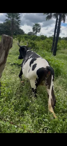 Vende-se vaca amojada $ 4.500 