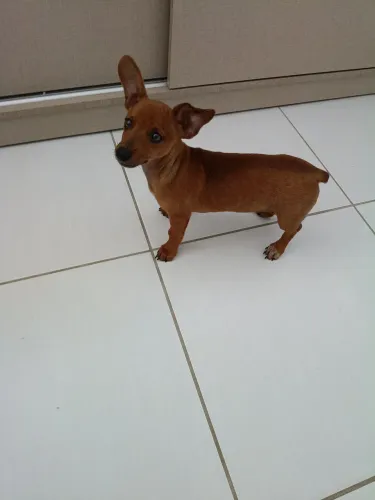 PINSCHER MACHO