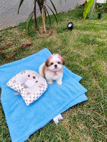 Shihtzu Mini fêmea