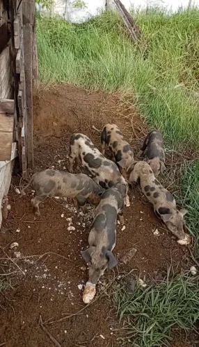 Leitões caipira, de $170 por $148