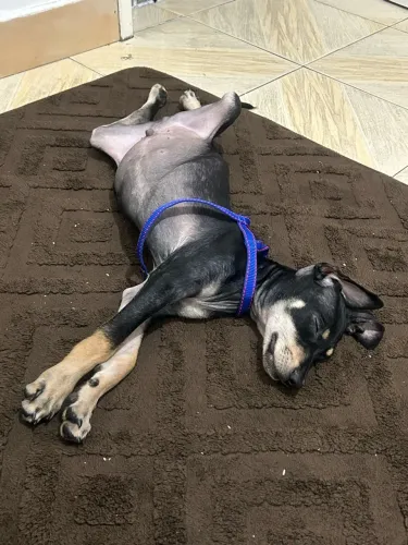 Adoto esse cachorrinho 
