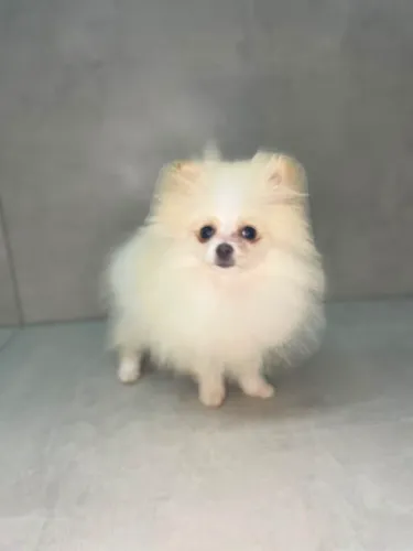 Spitz alemão fêmea