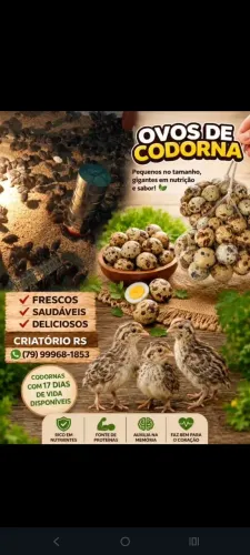 Codornas e ovos galados disponíveis 