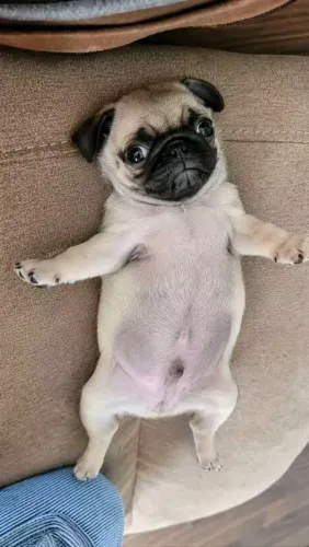 Pug filhotes sensacional - parcelo até 18x