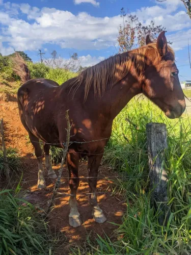 Cavalo Quarto de milha 