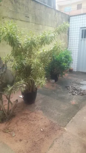 Planta no jarro uma e 100 e 2 por 150