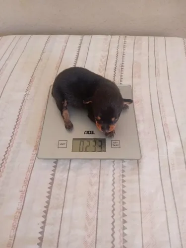 Miniatura Pincher machinho tamanho " zero "