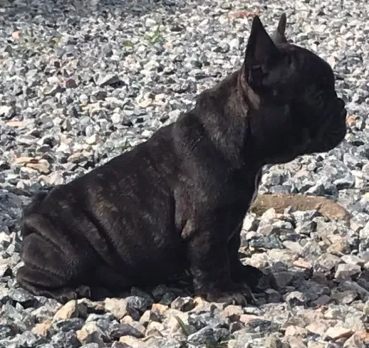 Buldogue francês fêmea com pedigree