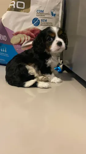 Cavalier king charles 