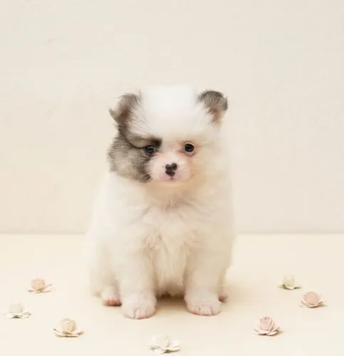 Lulu pomerania anaozinhos
