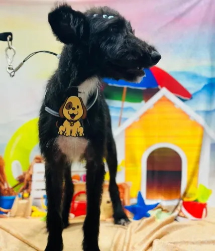 Cachorro ? pra adoção