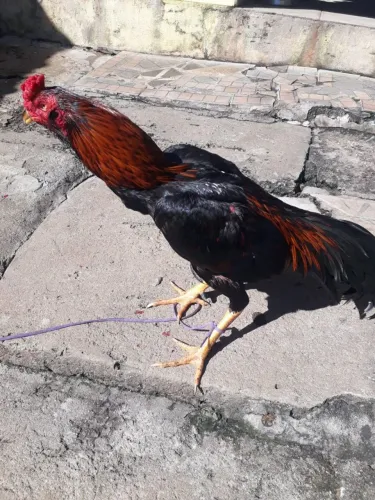 Vende se galo indio