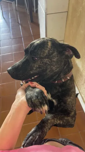 Doação cachorro médio porte 