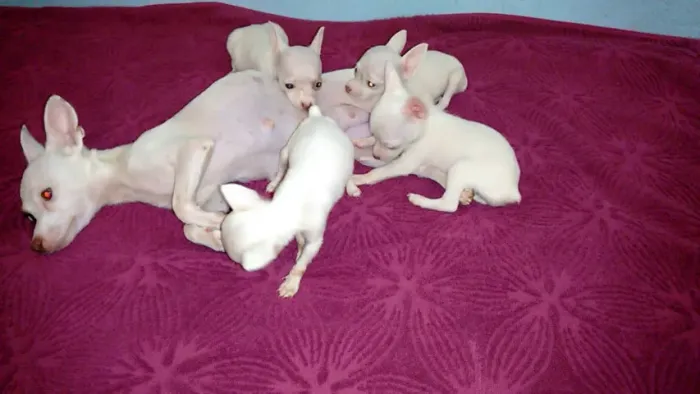 pequenos e espertos pinscher x chihuahua