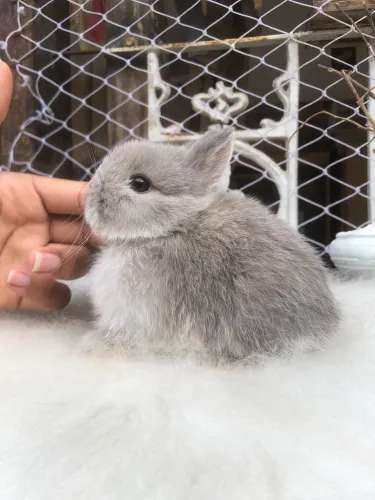 Coelho anão netherland dwarf linhagem importada - o menor do mundo