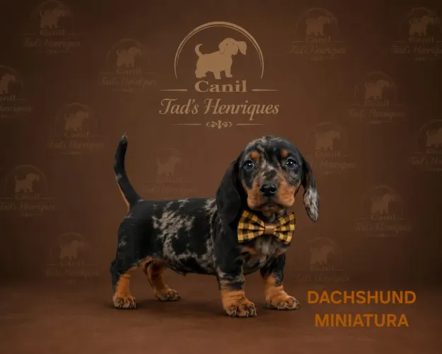 DACHSHUND MINIATURA - LINDOS