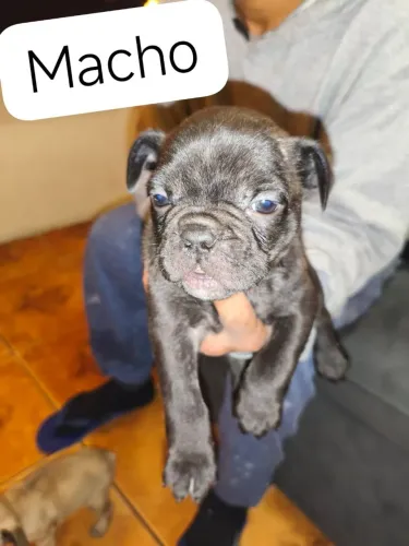 Vende se
