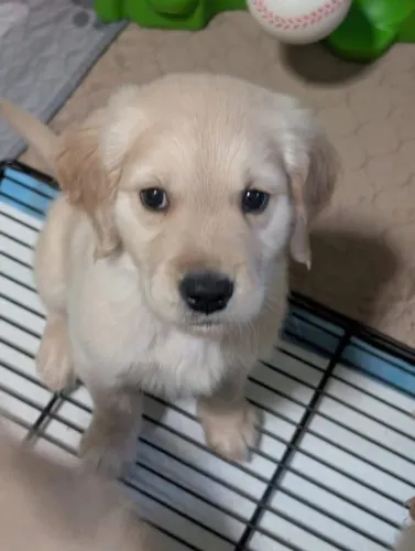 Filhotes de Golden Retriever | Um olhar inesquecível.