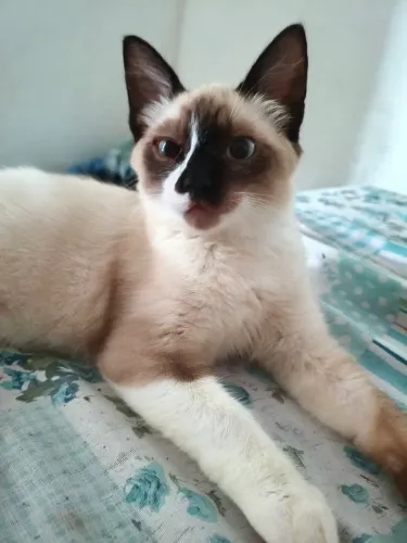 Gato siamês macho