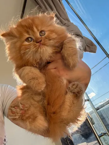 Gatos persas 