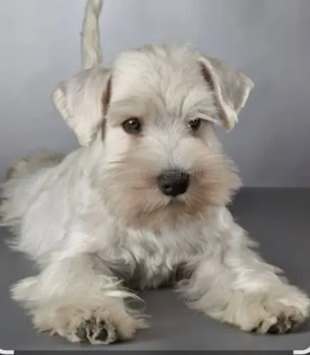 Perfeitos e encantadores schnauzer