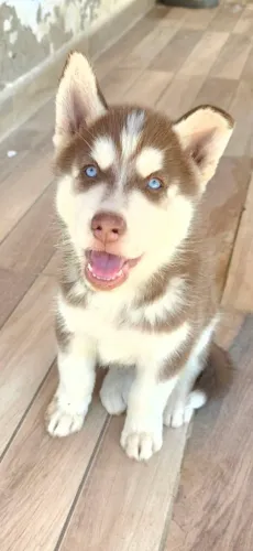 Husky siberiano