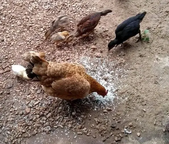 Galinha Caipira