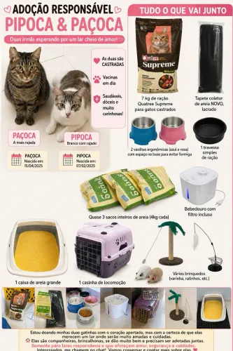 ADOÇÃO RESPONSÁVEL- 2 gatinhas castradas e vacinadas 