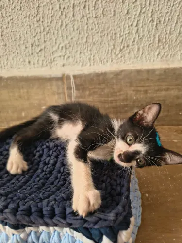 Gatinho frajola filhote