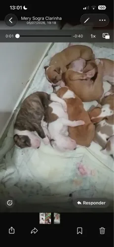 Filhotes de Pitbull red nose com Pitmonster  