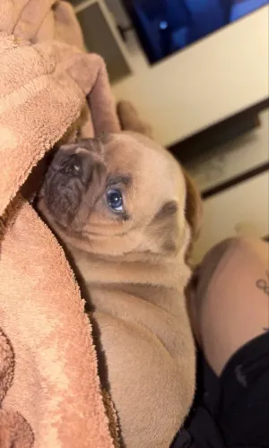 Buldogue francês