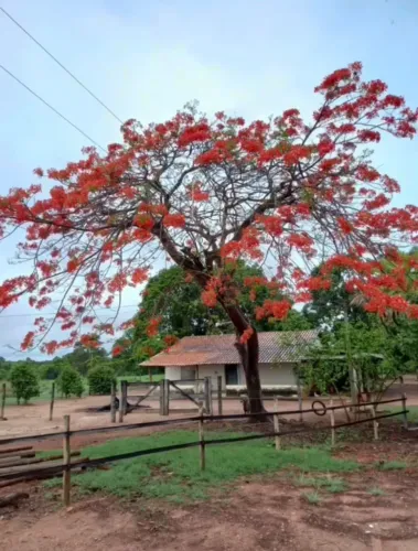 ARRENDA-SE CHÁCARA A 30km DE GURUPI - TO