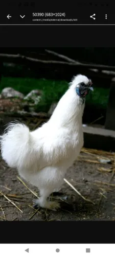 Galinha sedosa pintos e ovos