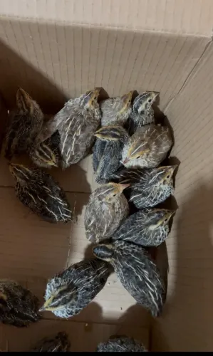 Codornas