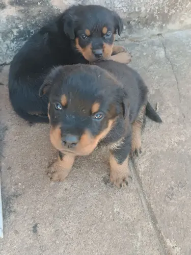Rottweiler
