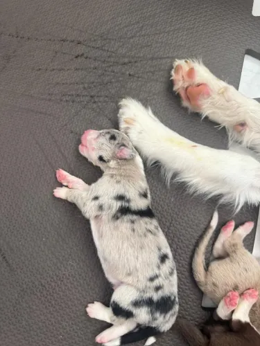 Filhotes de border collie