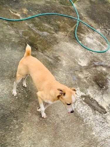 Cão para doação 